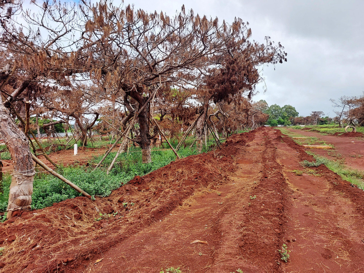 Nhiều cây thông lá rụng gần hết, thân héo quắt phơi giữa trời nắng. Thông chết kéo cả một đoạn dài hơn 1km. Đây là rừng thông bonsai, có dáng rất đẹp, rất giá trị, nổi tiếng của Gia Lai và Tây Nguyên.