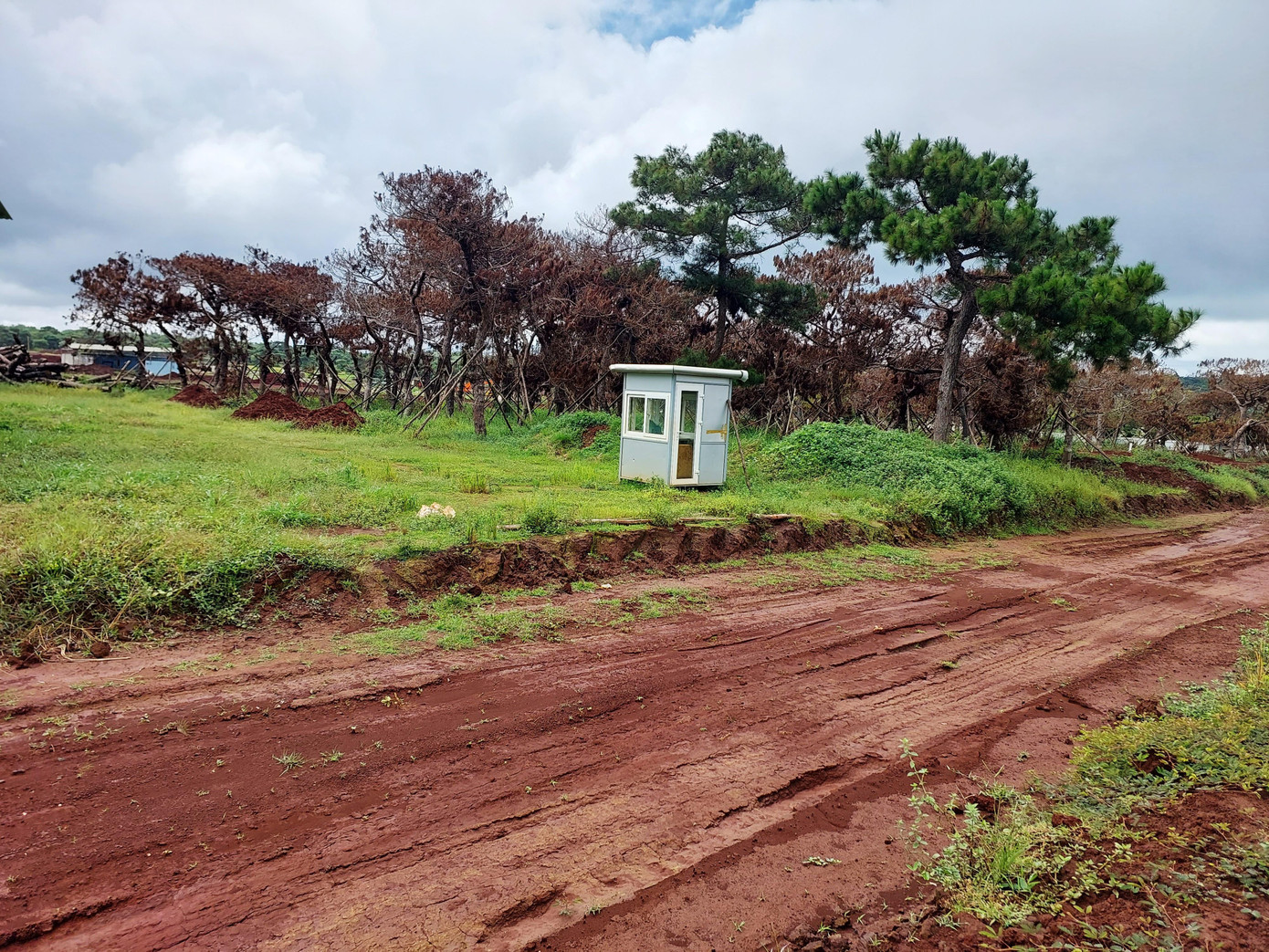 Ông Nguyễn Văn Ngọc (88 tuổi, trú thôn Lâm Hà, thị trấn Đak Đoa, huyện Đak Đoa), chia sẻ: “Dự án sân Golf làm cây thông chết rất nhiều, rất xót”. Theo bô lão này, sau giải phóng năm 1975, dân làng và chính quyền cùng đồng thuận trồng rừng thông. Bây giờ dự án xuất hiện, doanh nghiệp di thực để thông chết khô là quá uổng phí.