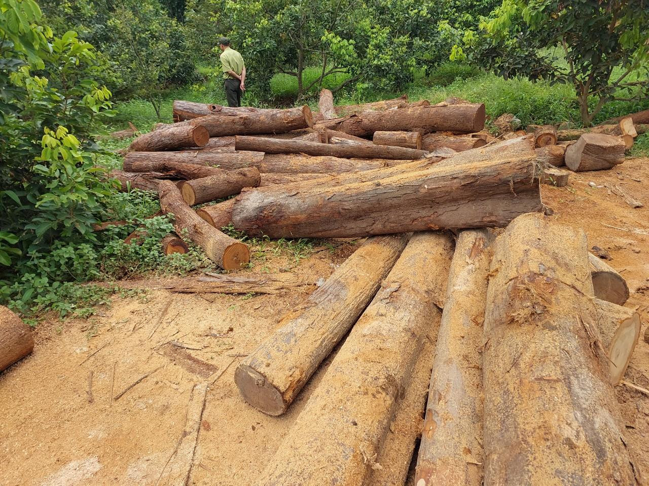 Nhiều lóng, khúc gỗ có chiều dài 2-3m, đường kính 15-30cm.