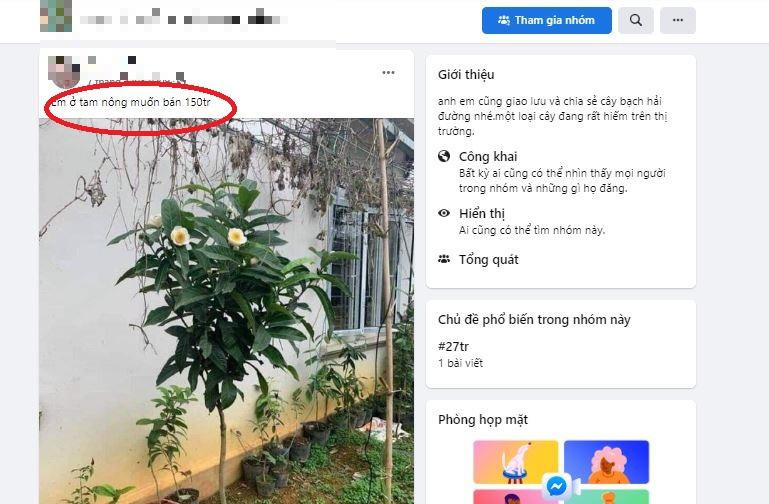 Một cây "bạch hải đường" cao 1,5 m được rao bán 150 triệu Một cây "bạch hải đường" cao 1,5 m được rao bán 150 triệu