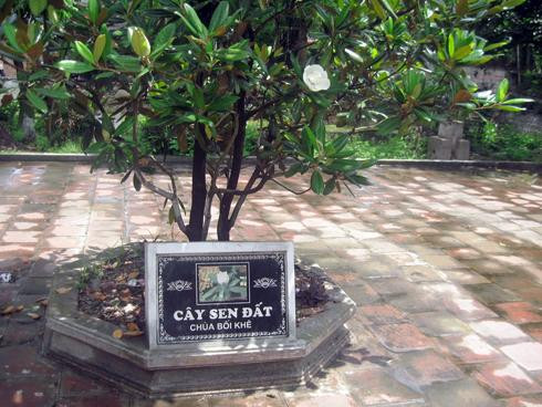 Cây sen đất tại chùa Bối Khê, Hà Nội Cây sen đất tại chùa Bối Khê, Hà Nội