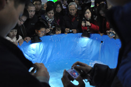 Chen nhau chiêm ngưỡng cá Koi 