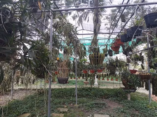 Mẩu phong lan siêu lạ ở Thái Nguyên giá 9 triệu một cm ảnh 2