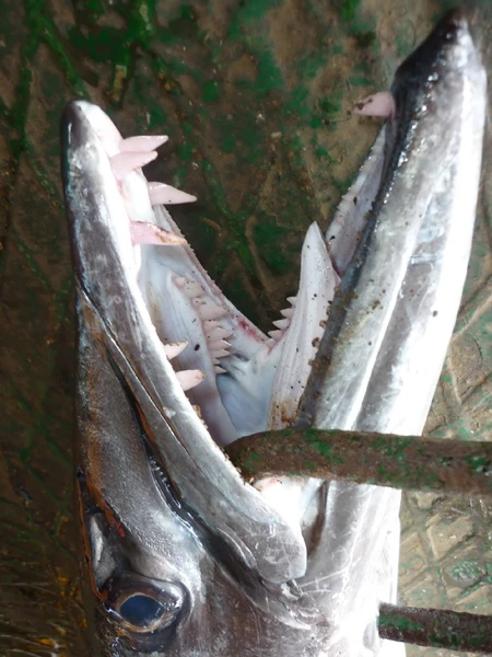 Khấu sắt kéo cá nhồng