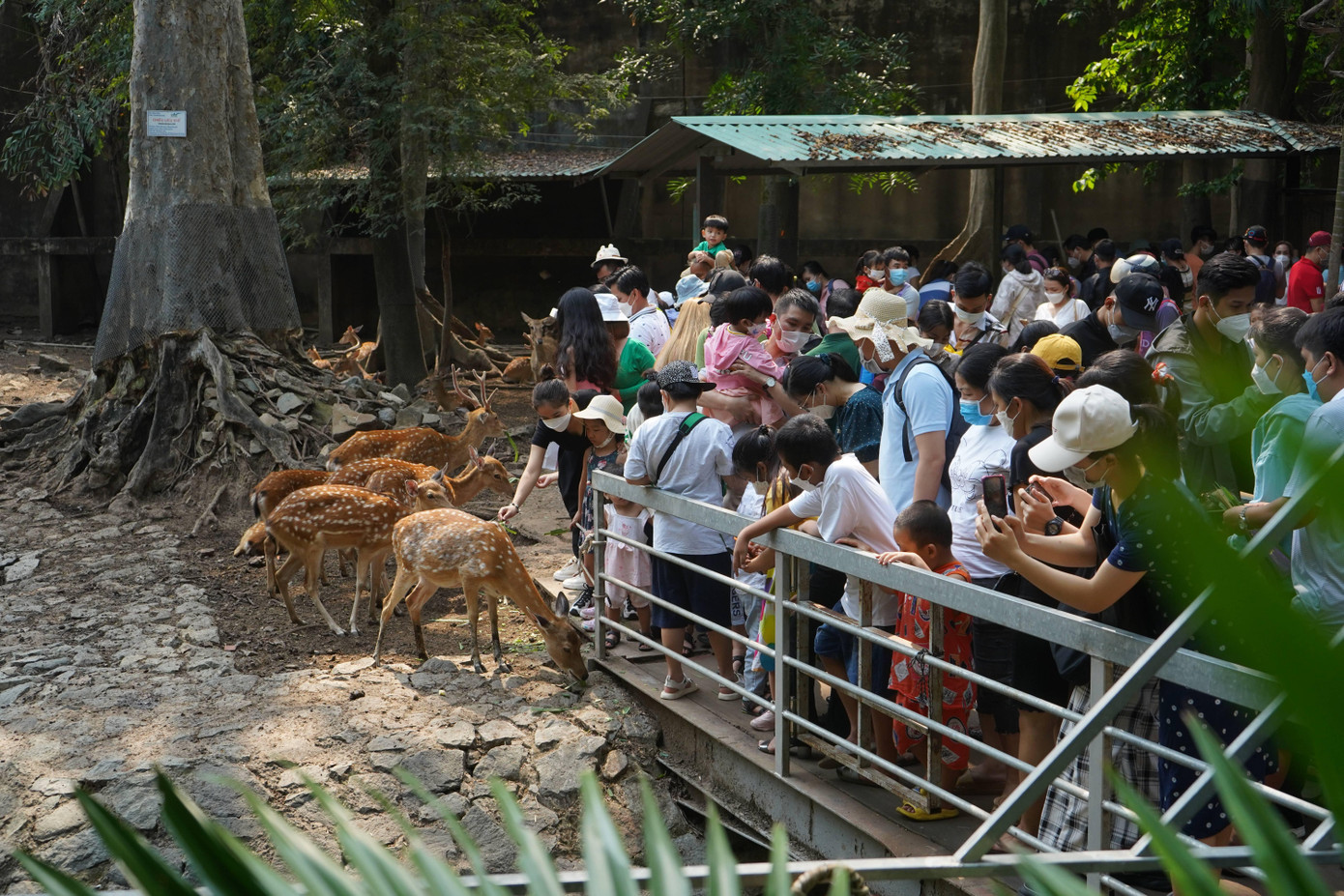 Nhiều trẻ thích thú khi được nhìn tận mắt, tiếp xúc với các loài động vật thân thiện trong Thảo Cầm Viên.