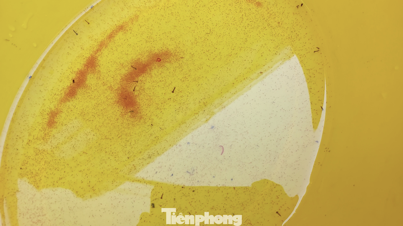 Những vũng nước đọng là môi trường sinh trưởng của các sinh vật trung gian truyền bệnh như ruồi, muỗi.