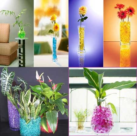 Hà thành sốt đất ‘kim cương’ sắc màu trồng cây cảnh ảnh 2