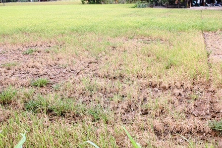 ĐBSCL: Đất nứt nẻ, lúa chết khô do hạn, mặn lịch sử ảnh 3