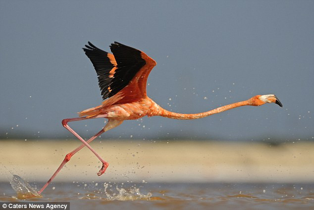 Khoảng khắc Hồng hạc lướt trên dòng sông