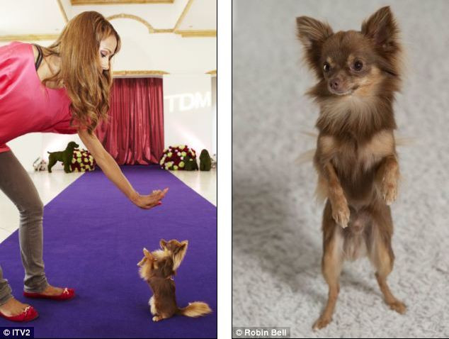 Ngôi sao đang nổi Chihuahua đáng yêu nè!