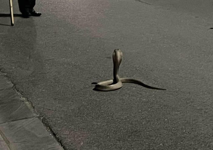 Hình ảnh con rắn hổ mang được phát hiện trong khu đô thị The Manor Central Park