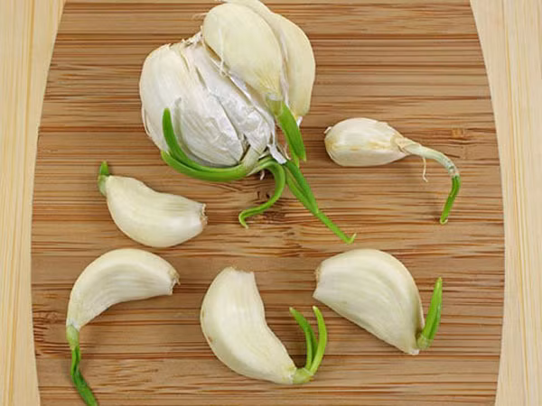 Tỏi mọc mầm: 'Thần dược' cho sức khoẻ hay thuốc độc? ảnh 2