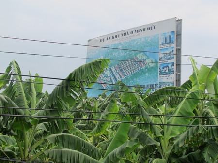 Trên đất dự án khu nhà ở Minh Đức, người dân đang tranh thủ trồng chuối