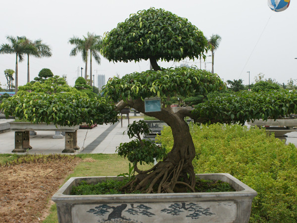 Cây cảnh này có giá tới 500 triệu đồng, được khách mua làm quà biếu Tết. Ảnh: Ngọc Mai