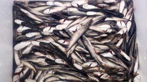 Cá trê giống. Cá trê giống