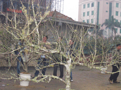 Không biết bao nhiêu cây đào đá đã bị chặt tận gốc Ảnh: Phan Sáng