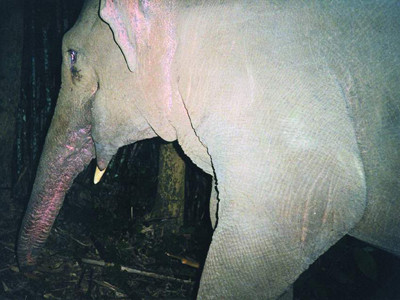 Voi dữ ở rừng Pù Mát