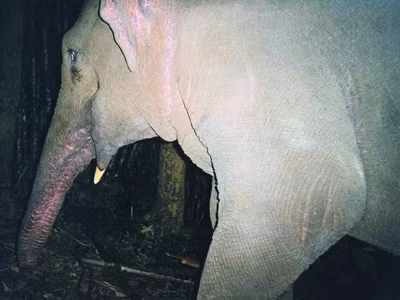 Voi dữ ở rừng Pù Mát. Voi dữ ở rừng Pù Mát