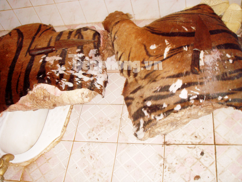 2 tảng thịt hổ lớn vứt trong nhà vệ sinh và trên bệ xí. Ảnh: Phạm Tuyên Óc và mắt của vị chúa sơn lâm này đã được bóc tách gọn gàng sạch sẽ... trên đĩa. Ảnh : Phạm Tuyên 2 tảng thịt hổ lớn vứt trong nhà vệ sinh và trên bệ xí. Ảnh: Phạm Tuyên Óc và mắt của vị chúa sơn lâm này đã được bóc tách gọn gàng sạch sẽ... trên đĩa. Ảnh : Phạm Tuyên