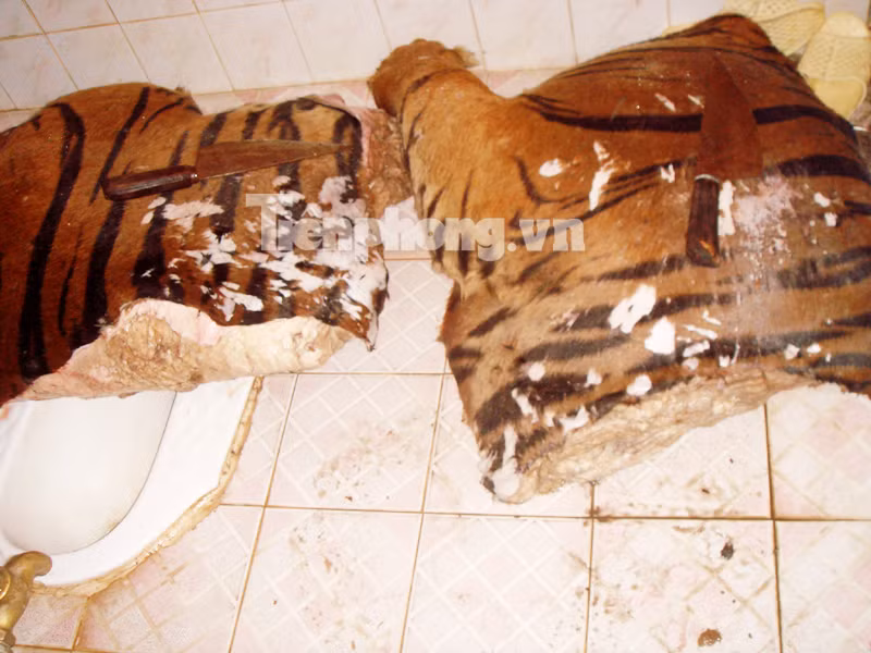 2 tảng thịt hổ lớn vứt trong nhà vệ sinh và trên bệ xí. Ảnh: Phạm Tuyên Óc và mắt của vị chúa sơn lâm này đã được bóc tách gọn gàng sạch sẽ... trên đĩa. Ảnh : Phạm Tuyên 2 tảng thịt hổ lớn vứt trong nhà vệ sinh và trên bệ xí. Ảnh: Phạm Tuyên Óc và mắt của vị chúa sơn lâm này đã được bóc tách gọn gàng sạch sẽ... trên đĩa. Ảnh : Phạm Tuyên