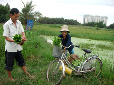 Thi thoảng gia đình Tư Râu lại hái rau kèo nèo đi bán kiếm tiền lo chợ búa. Thi thoảng gia đình Tư Râu lại hái rau kèo nèo đi bán kiếm tiền lo chợ búa
