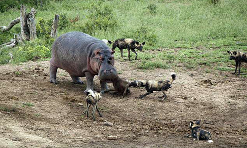 Trận chiến giành mồi giữa hà mã và đàn chó hoang ảnh 1