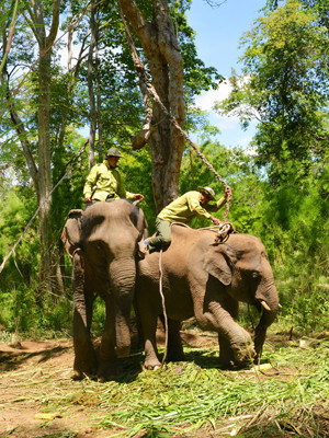 Kiểm lâm viên Y Mắt cắt dây trói trên gáy voi hoang. Kiểm lâm viên Y Mắt cắt dây trói trên gáy voi hoang