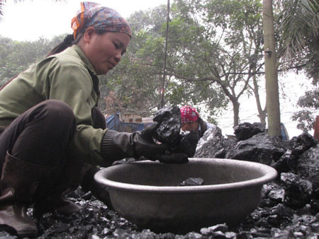 Các chị phải ghè than theo đúng tiêu chuẩn phân loại...