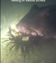 Các nhà nghiên cứu đã ghi được cảnh quay cá mập nuốt chửng nhím biển. Các nhà nghiên cứu đã ghi được cảnh quay cá mập nuốt chửng nhím biển.