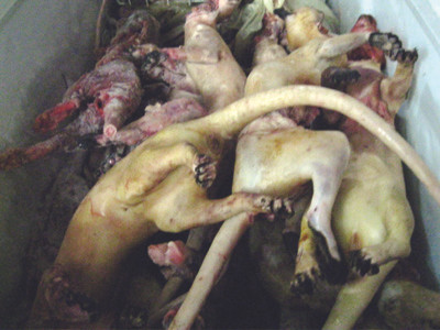 Cả chục chiếc tủ lạnh chuyên dụng đầy ắp thịt thú rừng đã được khách hàng đặt mua