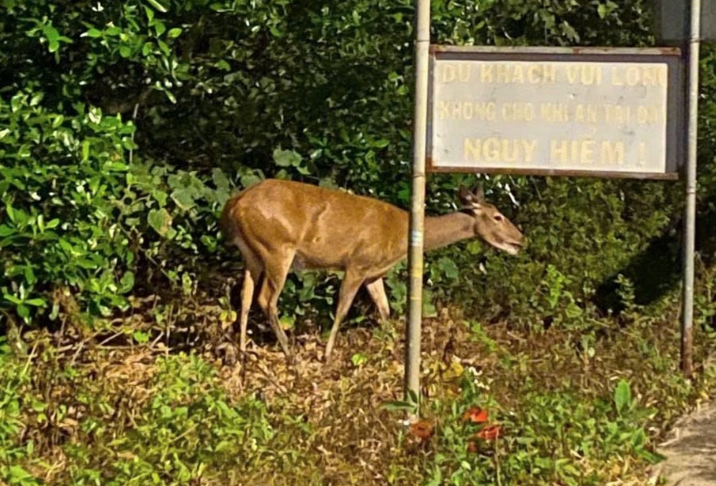 Nai xuất hiện ven đường, thường xuyên được người dân chụp ảnh lại. Ảnh: BQL Nai xuất hiện ven đường, thường xuyên được người dân chụp ảnh lại. Ảnh: BQL