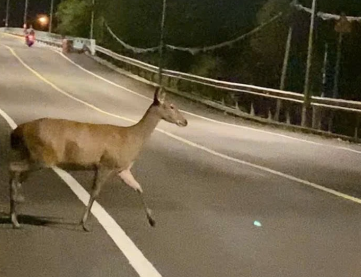 Một trong hai con nai xuất hiện dọc đường Rừng Sác vào chiều tối. Ảnh: BQL Một trong hai con nai xuất hiện dọc đường Rừng Sác vào chiều tối. Ảnh: BQL