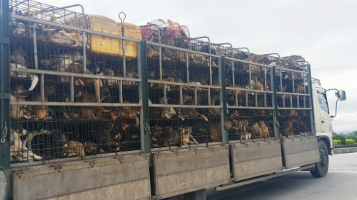 Nơi giết mổ hàng trăm con chó mỗi ngày ở Hà Nội ảnh 2