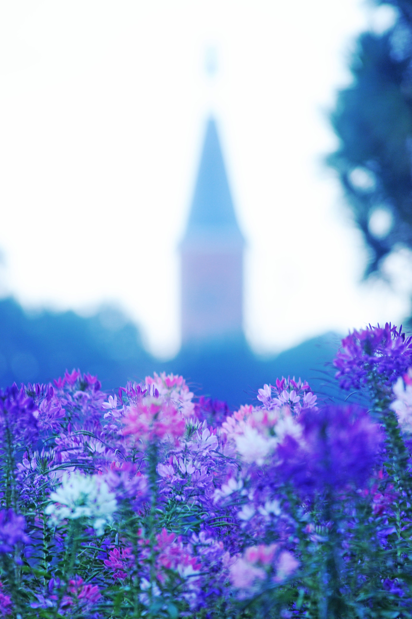 Đà Lạt hoàng hôn nhiều màu sắc