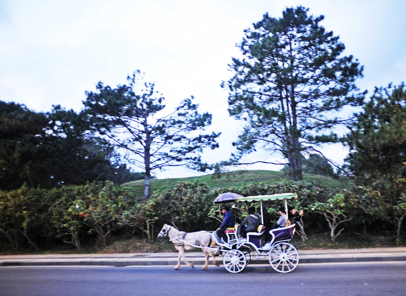 Những chú ngựa khỏe có giá hàng trăm triệu đồng và những chiếc xe ngựa du lịch Đà Lạt có giá ngang với một chiếc ô tô tầm trung. Mô hình khám phá Đà Lạt hoàng hôn bằng xe ngựa là một điểm mới, thú vị cho du khách khi khám phá "Thành phố sương mù".