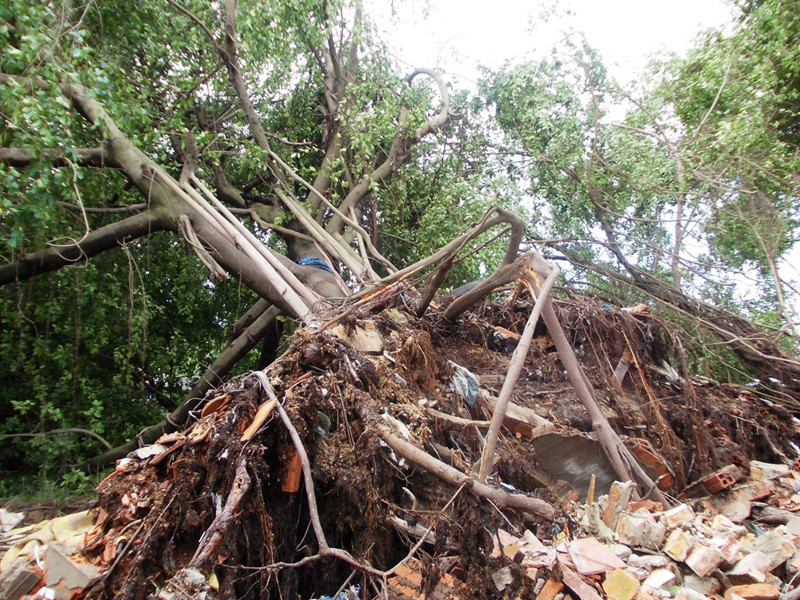 Bão đánh bật gốc cây cổ thụ