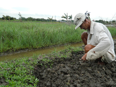 Ngoài cấy lúa người dân khu phố 10 còn làm đất trồng thêm rau để mang ra chợ bán