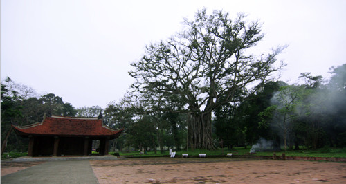 Bên hữu sân rồng là cây đa thị hàng trăm năm tuổi, có kích thước chục người ôm mới xuể, luôn xanh ngắt, vươn mình toả bóng mát như chứng nhân còn mãi với thời gian. 