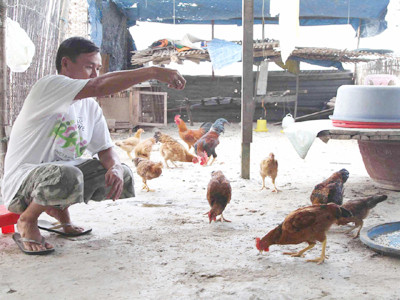 Anh Xin giải nghệ về nuôi gà giúp vợ 