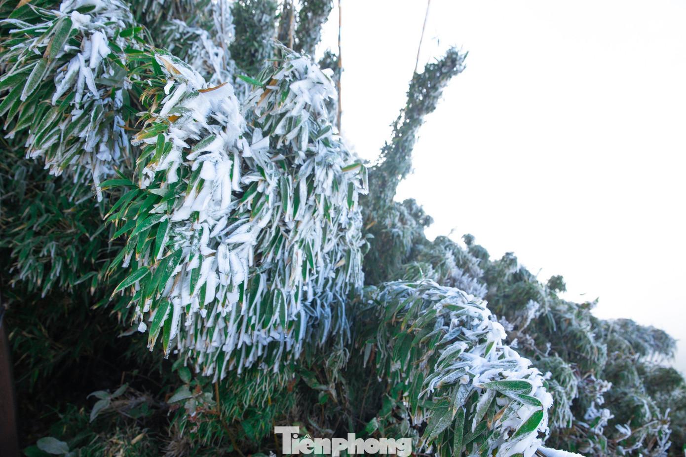 Theo dự báo của Trung tâm dự báo KTTV quốc gia, ngày 26/12, khu vực Bắc Bộ, Bắc Trung Bộ trời rét, có nơi rét đậm. Sa Pa (Lào Cai) vẫn là nơi ghi nhận rét nhất với nhiệt độ khu vực trung tâm thị xã Sa Pa chỉ khoảng 5 độ C.