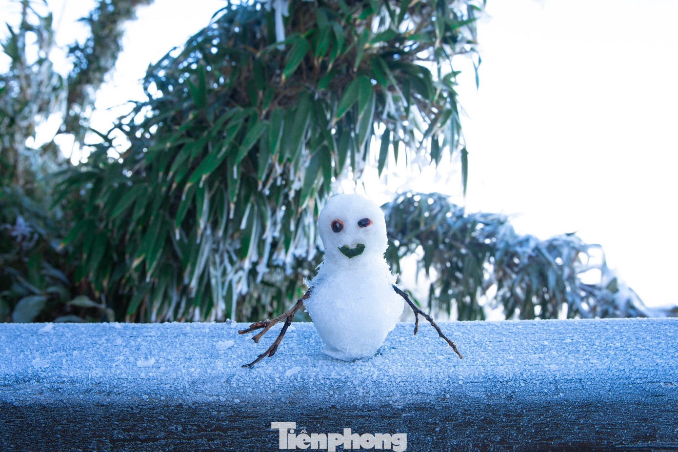 Lớp băng cũng bao phủ trên các cành lá.