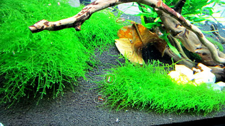 Chỉ đến khi tiến sát lại, quan sát kỹ mới thấy những chú tép nhỏ xíu lẫn trong đám rong rêu. . Chỉ đến khi tiến sát lại, quan sát kỹ mới thấy những chú tép nhỏ xíu lẫn trong đám rong rêu.