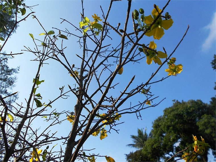 Mai vàng chi chít nụ chớm nở càng làm cho tâm trạng mọi người xao xuyến ngày tết đến hơn