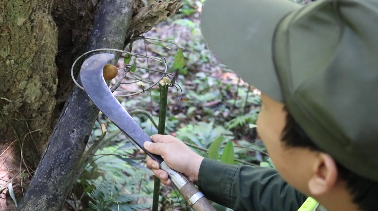 Đội ngũ cán bộ bảo tồn tiến hành phá bẫy (© WWF-Việt Nam)