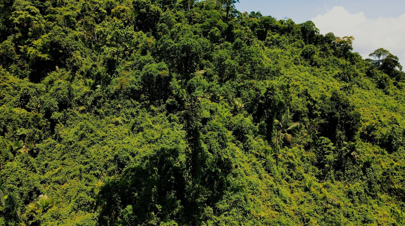 Một góc rừng nguyên sinh tại Động Châu - Khe Nước Trong (© WWF-Việt Nam/ Thảo Nhiên)