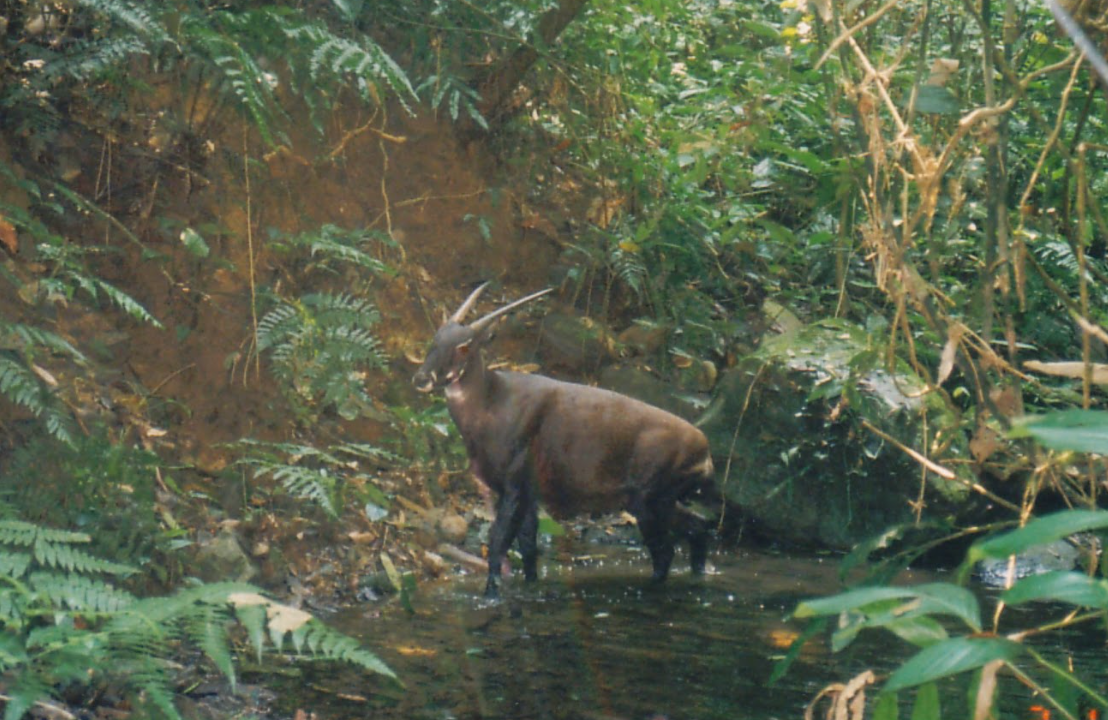 Sao la – loài “Kỳ lân” bí ẩn của Trung Trường Sơn (© Robichaud/ WWF)