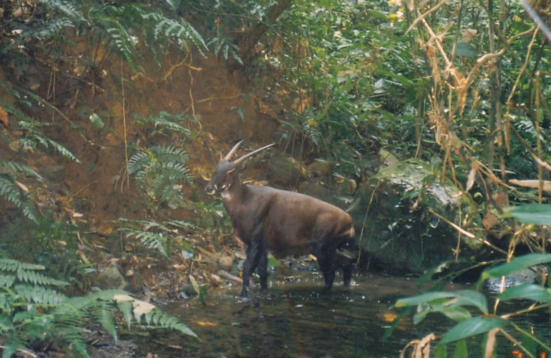 Sao la – loài “Kỳ lân” bí ẩn của Trung Trường Sơn (© Robichaud/ WWF)