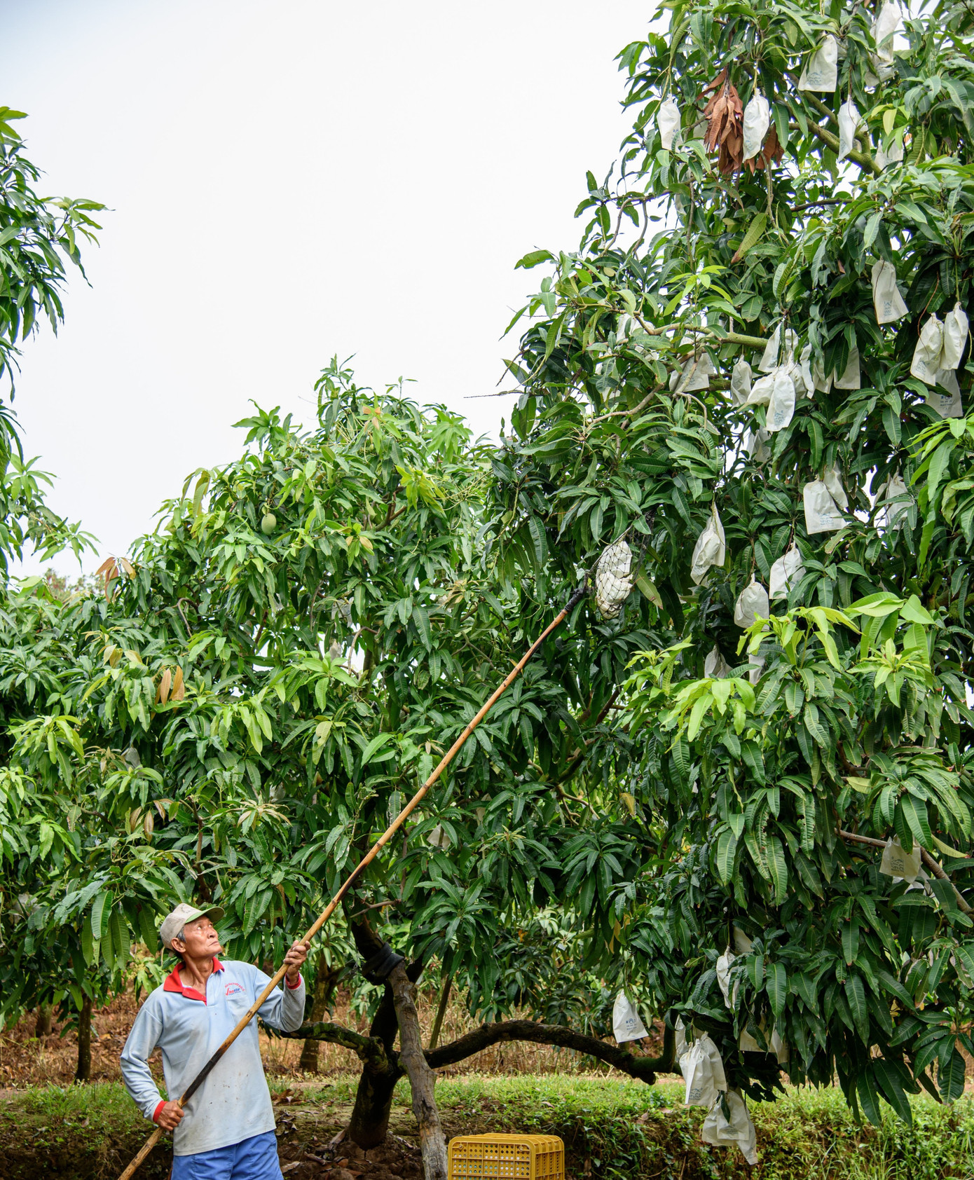 Nông dân tỉnh Đồng Tháp thu hoạch xoài Nông dân tỉnh Đồng Tháp thu hoạch xoài