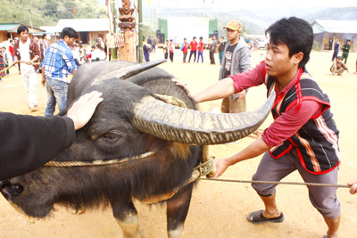 Trâu cho lễ hội phải là con trâu đực to khỏe, chân cứng cáp và cặp sừng đẹp