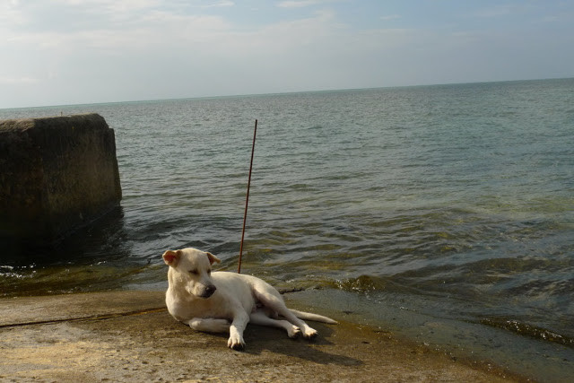 Vừa nằm nghỉ vừa... làm nhiệm vụ